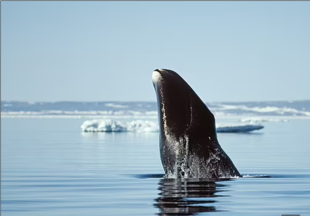 Cá voi Greenland có thể sống tới 200 tuổi. Ảnh: Alamy